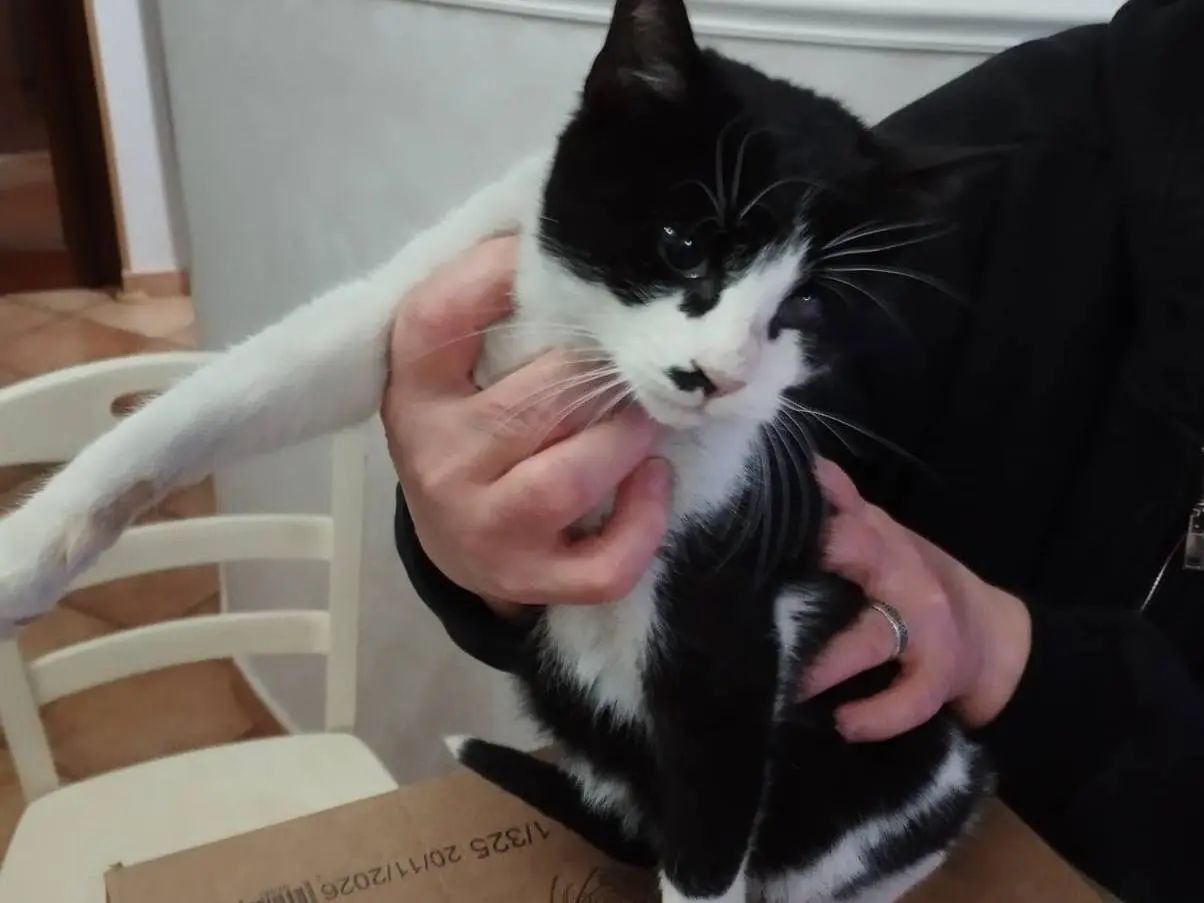Vuoi adottare un gatto a Milano?