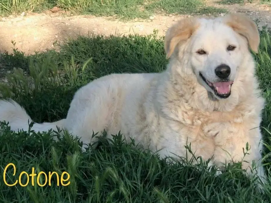 Adozione cane, maschio, Razza sconosciuta Razza sconosciuta, 16 anni e 9 mesi, taglia grande, Rimini