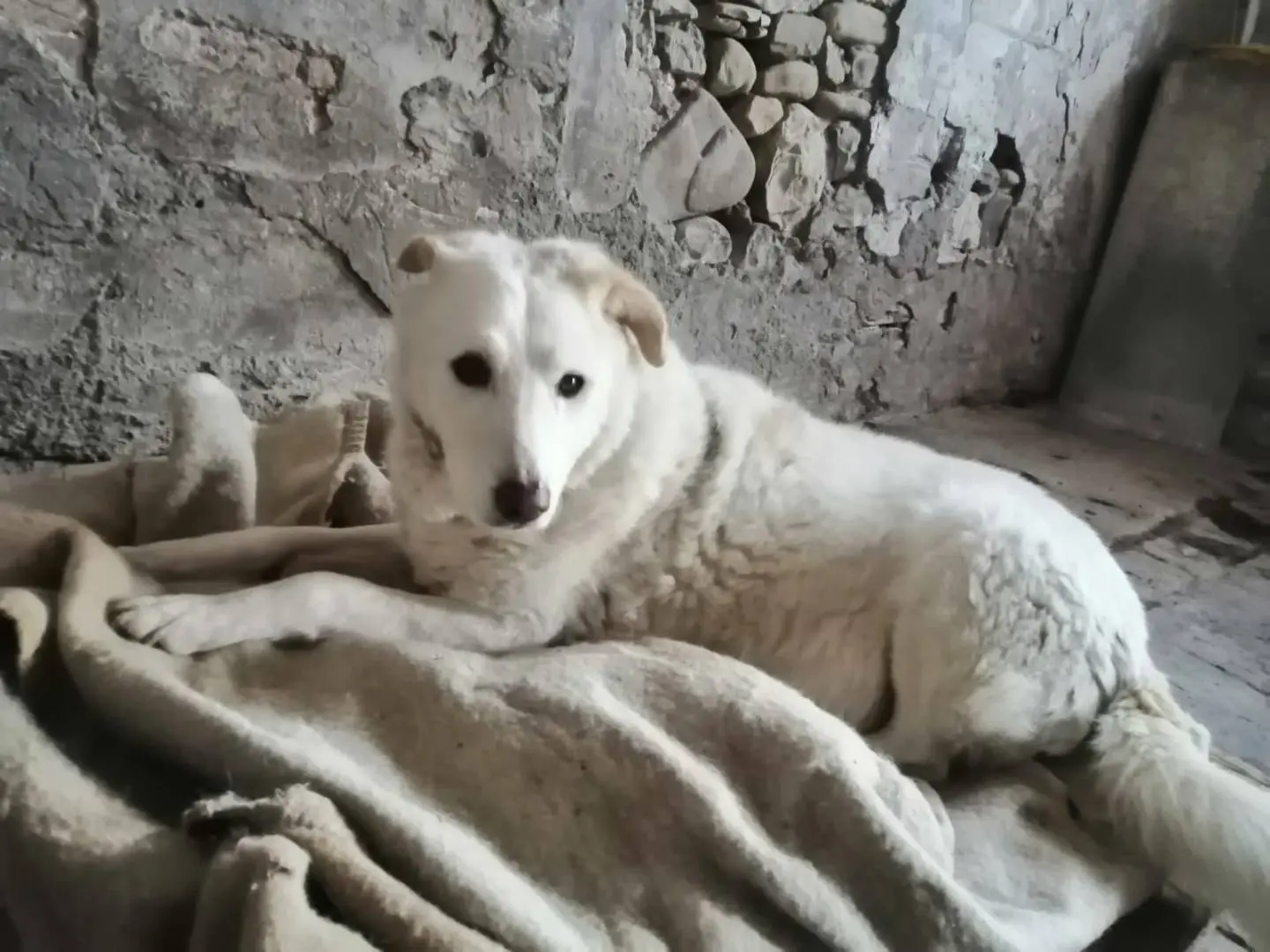 Adotta il cane Cotone a Rimini