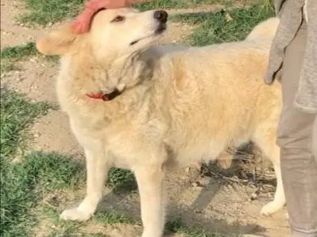 Adotta un cane, taglia grande, maschio, Rimini