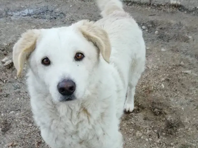 Vuoi adottare un cane a Rimini?