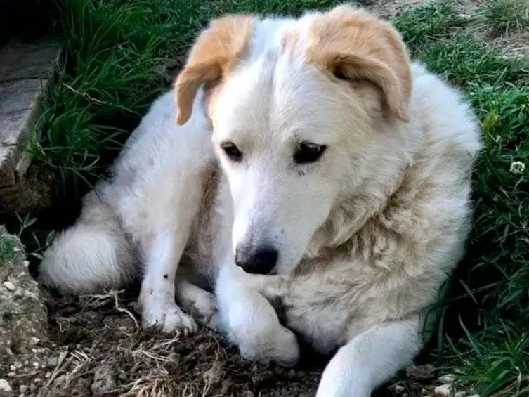Adotta un cane, maschio, 16 anni e 9 mesi, Rimini