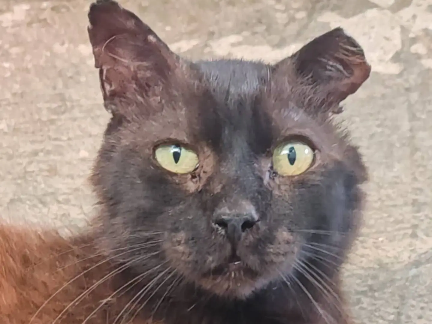 Adozione gatto, maschio, Razza sconosciuta Razza sconosciuta, 4 anni e 9 mesi, taglia non valida, Roma