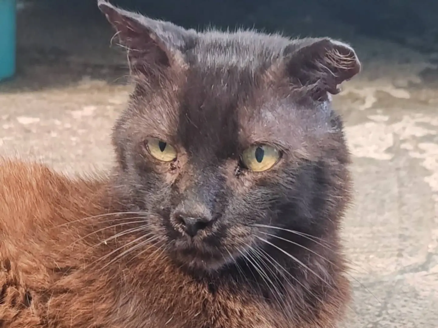 Adotta un gatto, taglia non valida, maschio, Roma