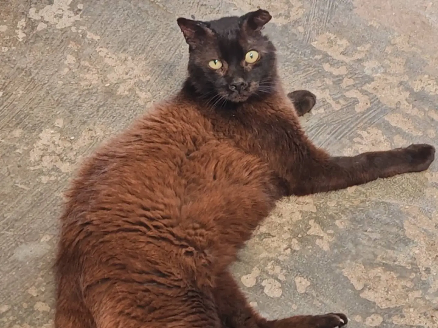 Vuoi adottare un gatto a Roma?
