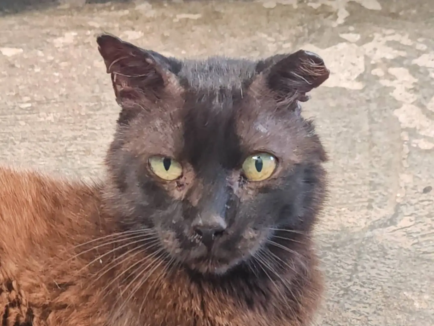 Adotta un gatto, maschio, 4 anni e 9 mesi, Roma