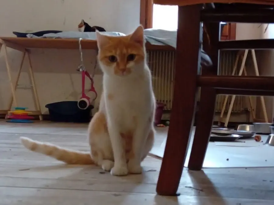 Adotta un gatto, femmina, 1 anno e 9 mesi, Padova