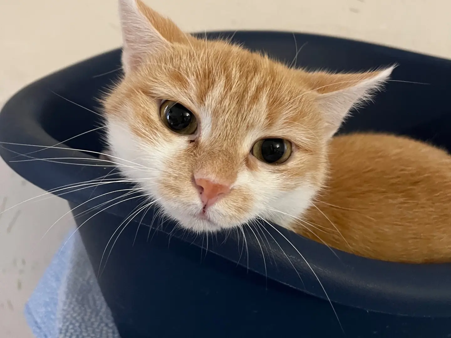 Adotta un gatto, taglia non valida, femmina, Padova