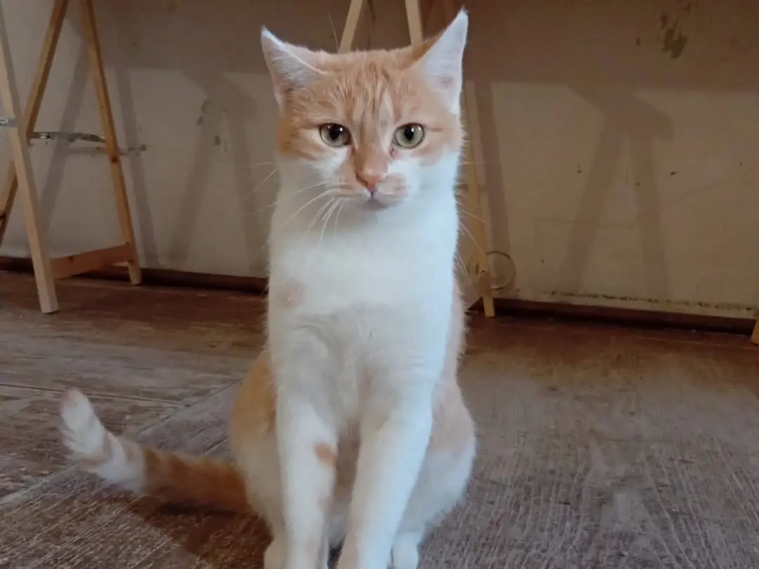 Adozione gatto, femmina, Razza sconosciuta Razza sconosciuta, 1 anno e 9 mesi, taglia non valida, Padova