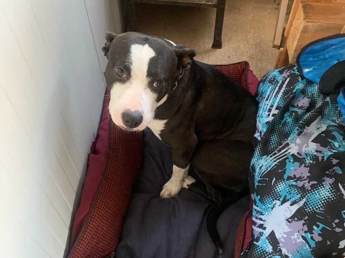 Adozione cane, femmina, Amstaff Pitbull, 3 anni e 5 mesi, taglia media, Palermo