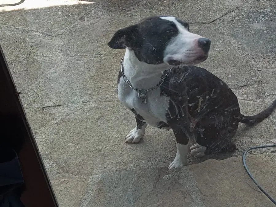 Adotta un cane, taglia media, femmina, Palermo