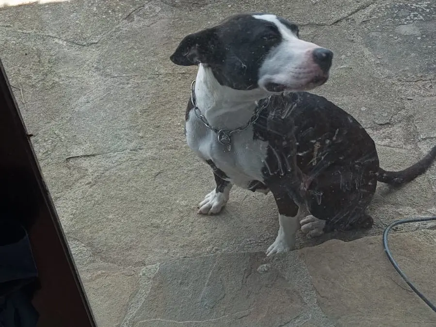 Adotta un cane, femmina, 3 anni e 5 mesi, Palermo