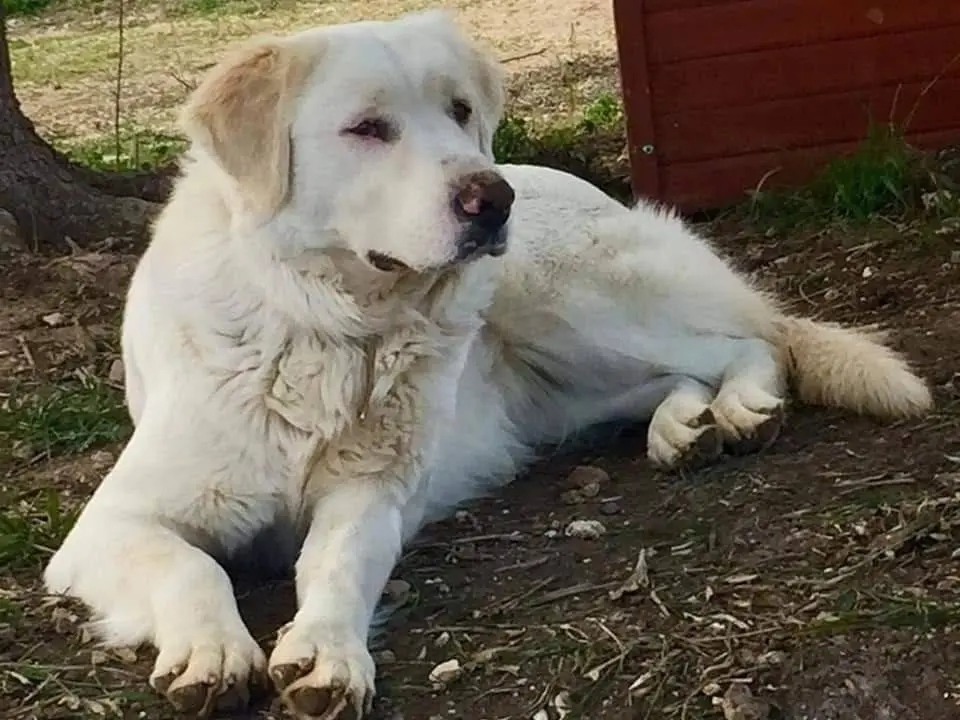 Adozione cane, femmina, Pastore maremmano Razza sconosciuta, 11 anni e 7 mesi, taglia grande, Taranto
