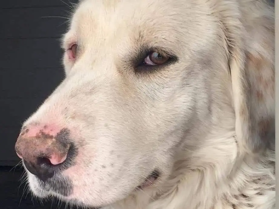 Adotta un cane, femmina, 11 anni e 7 mesi, Taranto