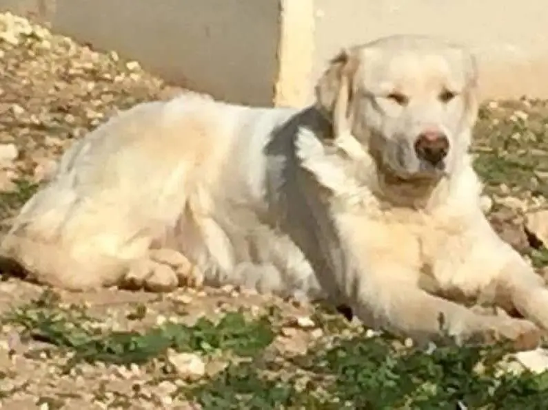 Vuoi adottare un cane a Taranto?