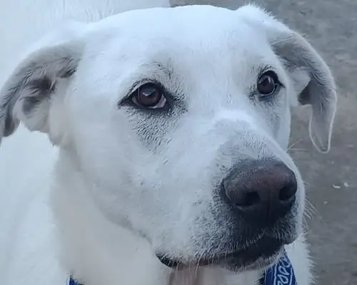Adotta un cane, maschio, 4 anni e 4 mesi, Palermo