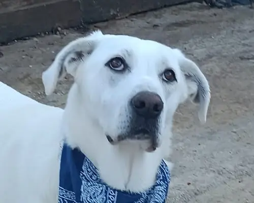 Adozione cane, maschio, meticcio, 4 anni e 4 mesi, taglia media, Palermo