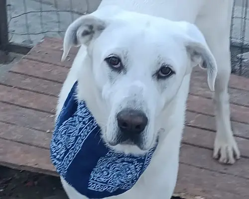 Adotta un cane, taglia media, maschio, Palermo