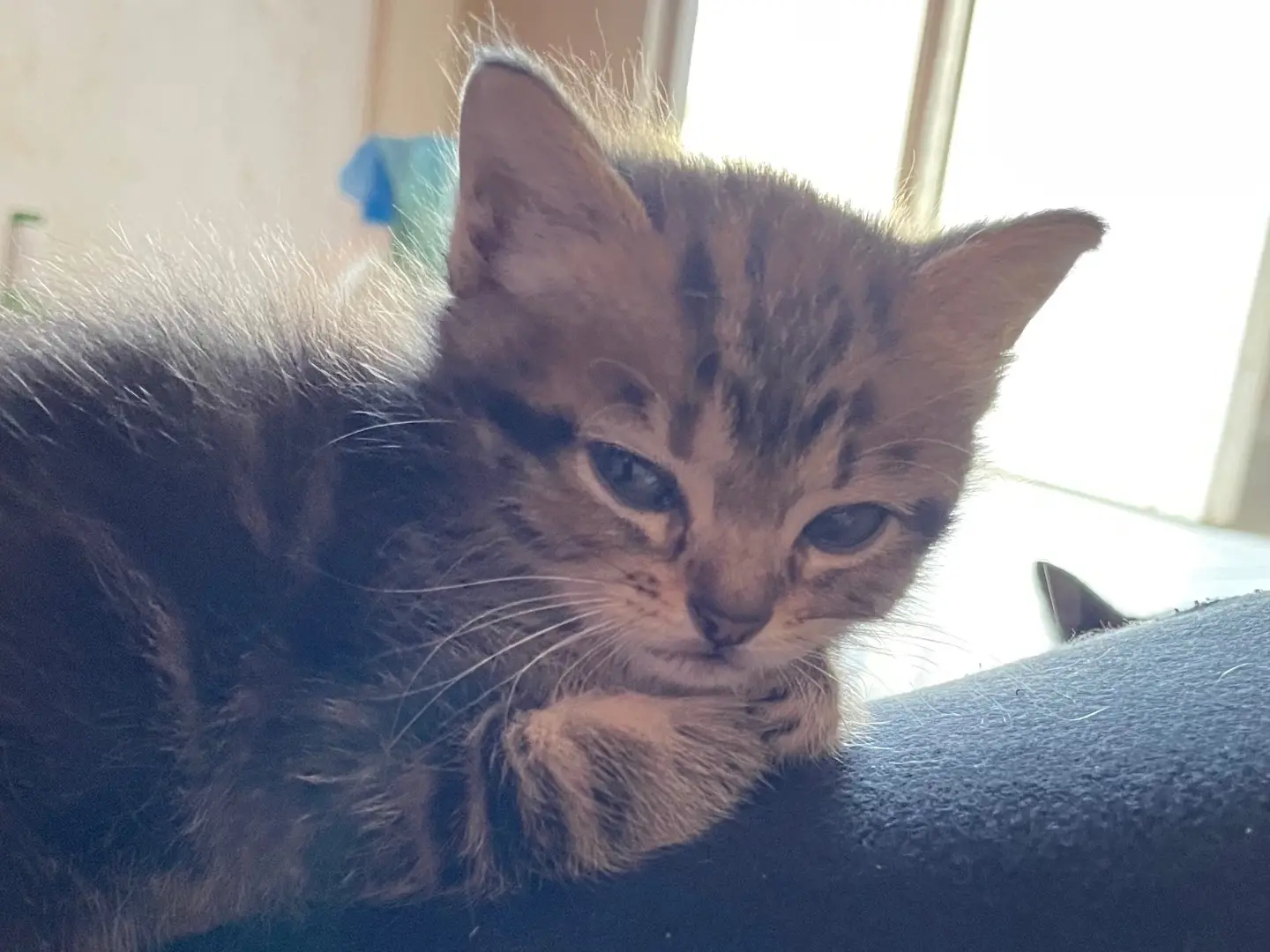 Adotta un gatto, femmina, 7 mesi, Benevento