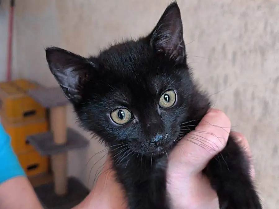 Adozione gatto, femmina, Razza sconosciuta Razza sconosciuta, 6 mesi, taglia non valida, Bari