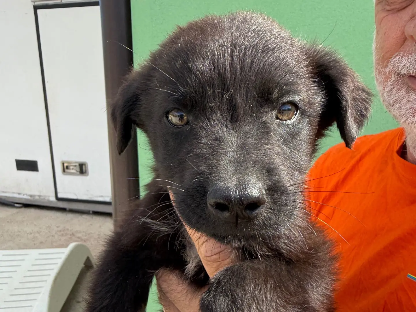Adotta un cane, taglia media, maschio, Matera