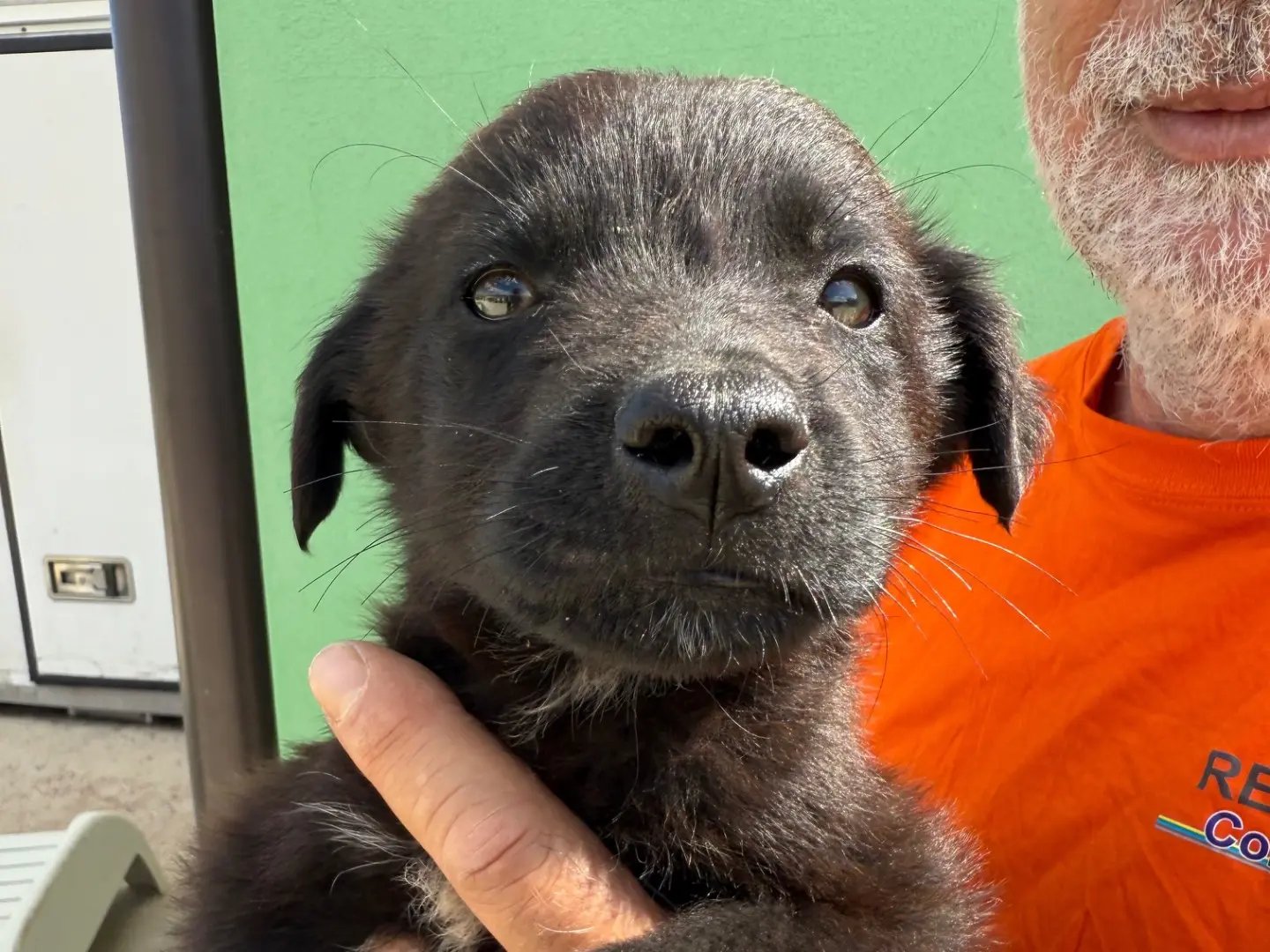 Adotta un cane, maschio, 1 anno e 7 mesi, Matera