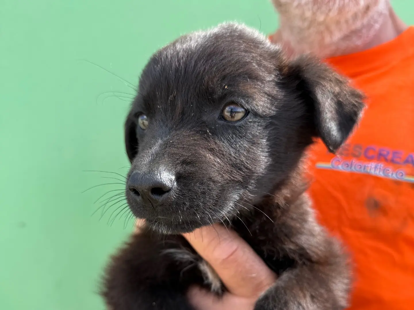 Adozione cane, maschio, Labrador Retriever Razza sconosciuta, 1 anno e 7 mesi, taglia media, Matera