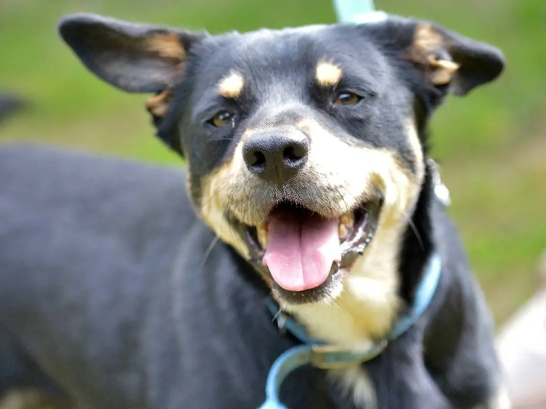 Adotta un cane, taglia piccola, maschio, Roma