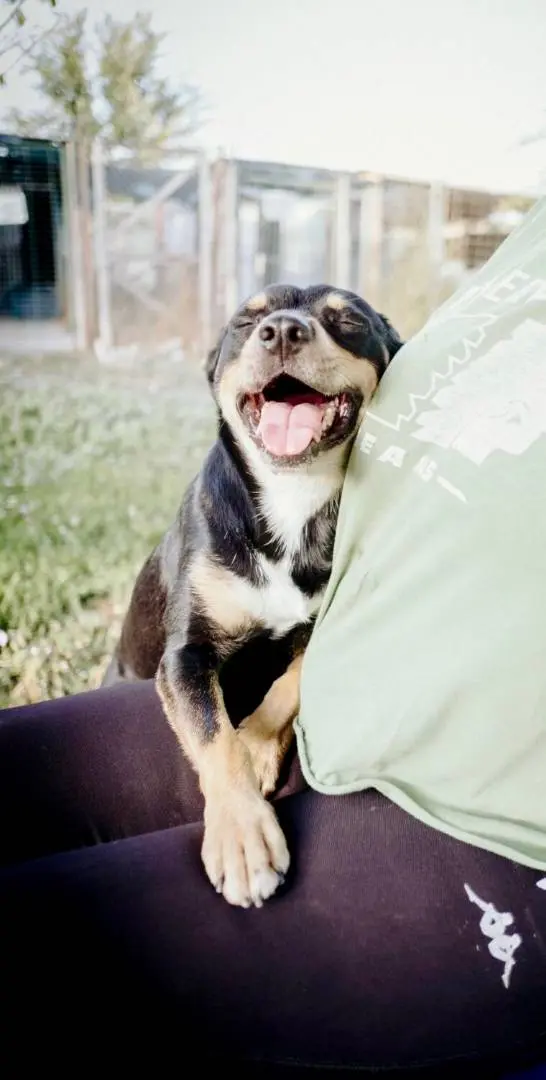 Adotta un cane, maschio, 8 anni e 3 mesi, Roma