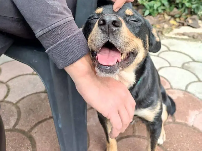 Adozione cane, maschio, Razza sconosciuta Razza sconosciuta, 8 anni e 3 mesi, taglia piccola, Roma