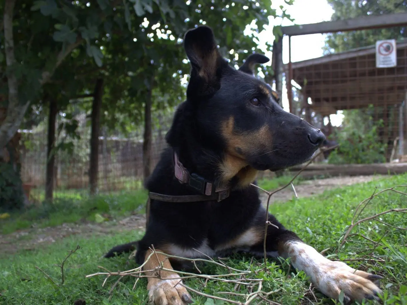 Adotta un cane, taglia grande, femmina, Roma