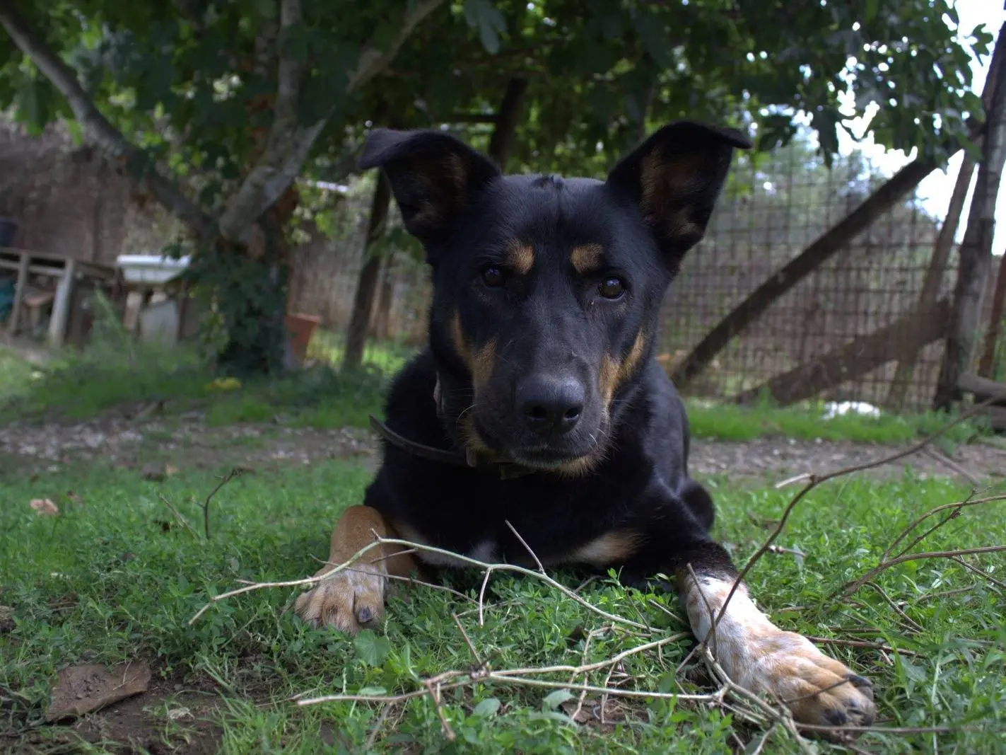 Adotta un cane, femmina, 7 anni e 1 mese, Roma