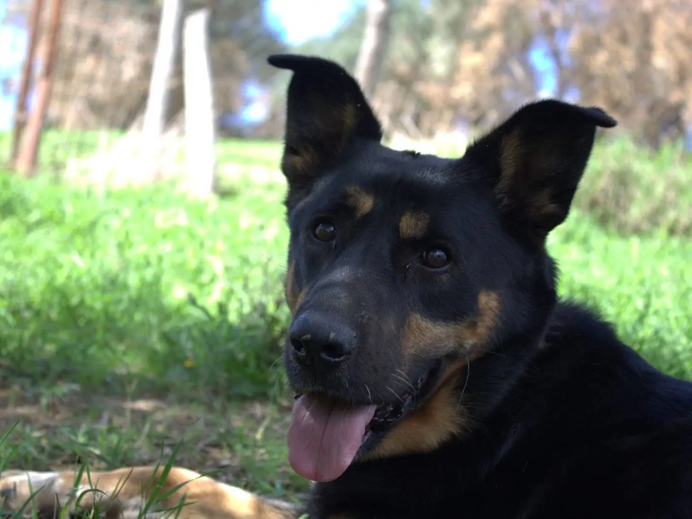 Adozione cane, femmina, Rottweiler Razza sconosciuta, 7 anni e 1 mese, taglia grande, Roma