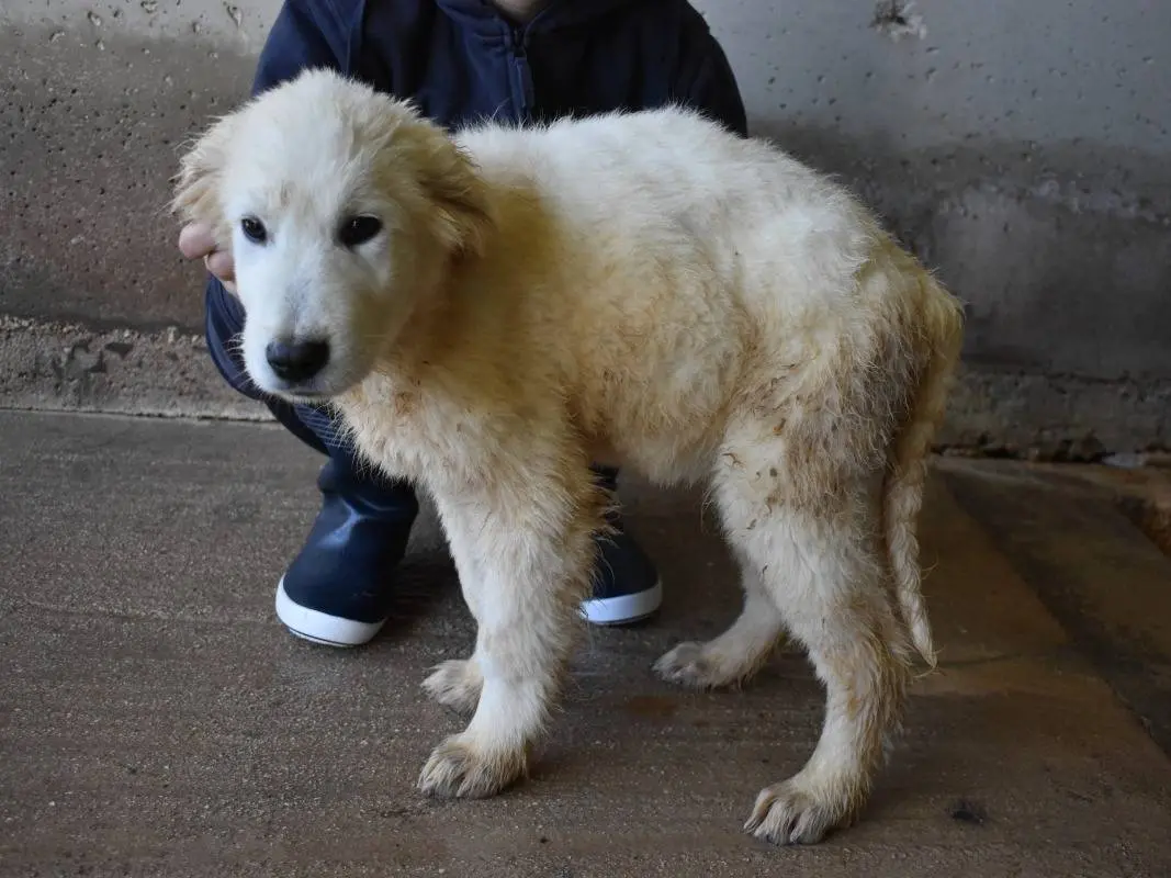 Vuoi adottare un cane a Roma?