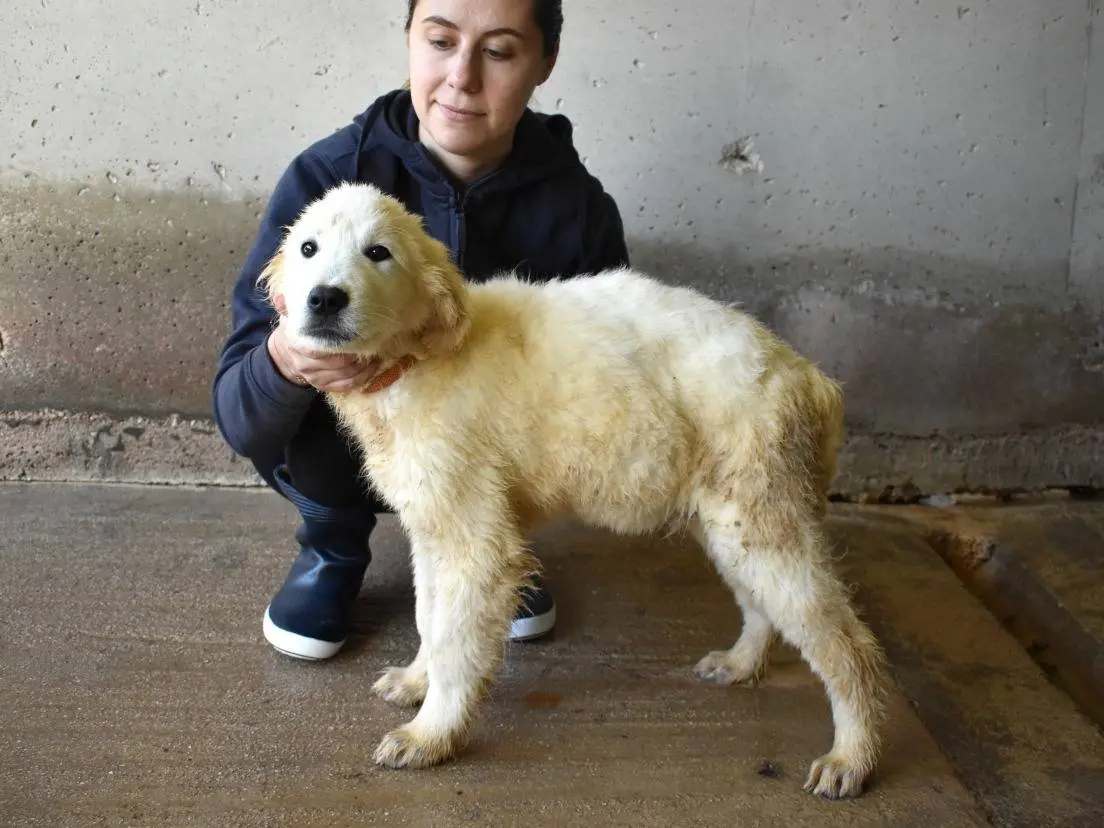 Adotta un cane, taglia grande, maschio, Roma