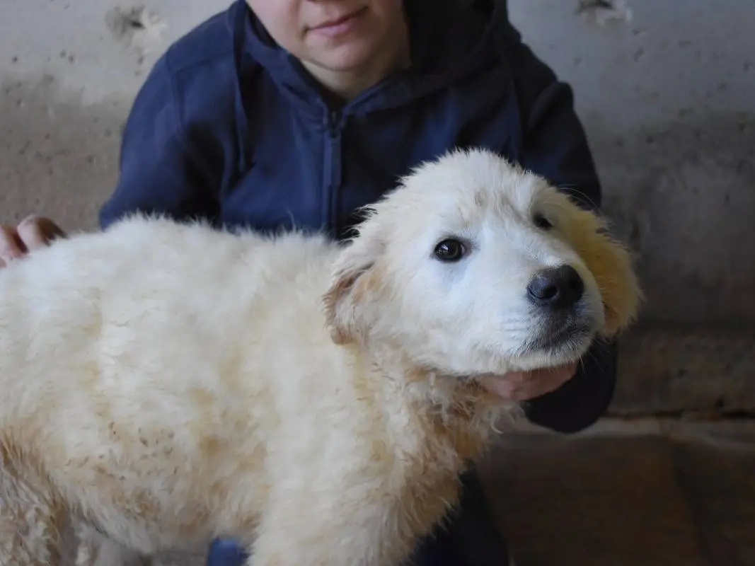 Adotta il cane Clyro a Roma