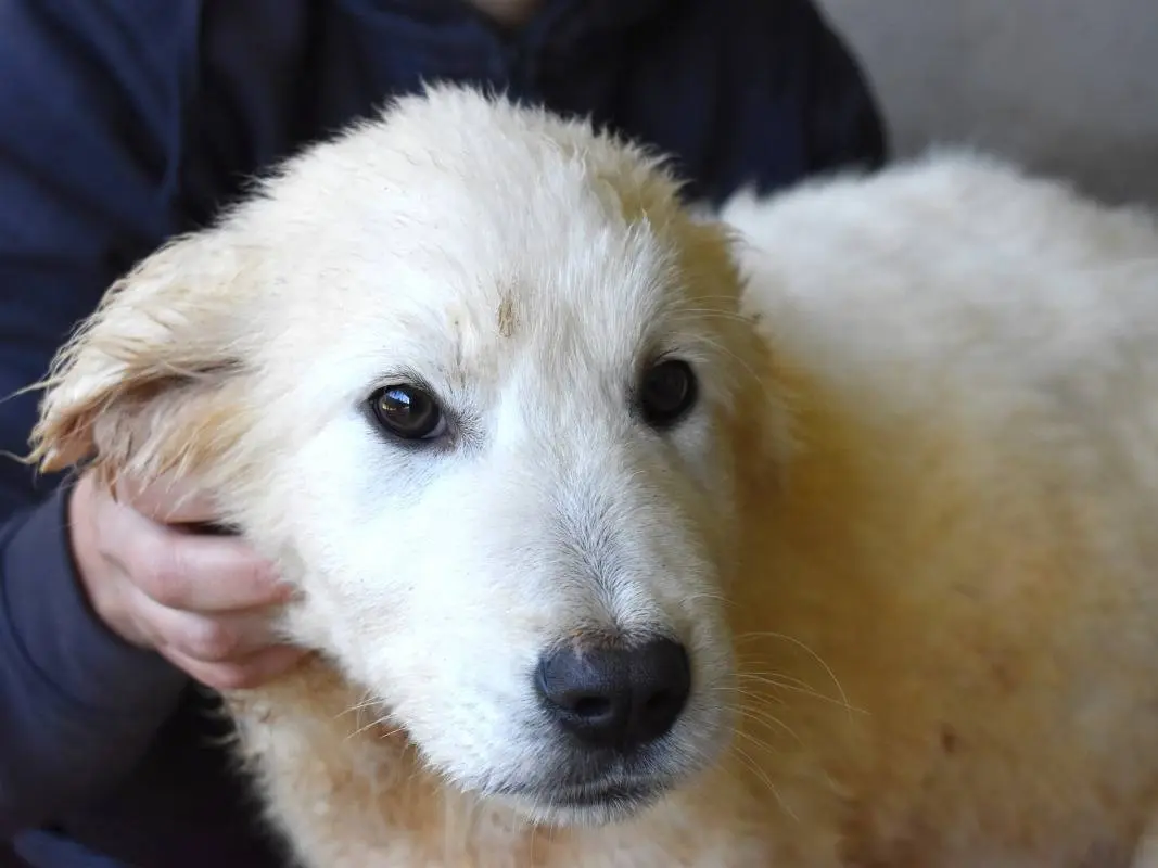 Adozione cane, maschio, Pastore maremmano Razza sconosciuta, 1 anno, taglia grande, Roma