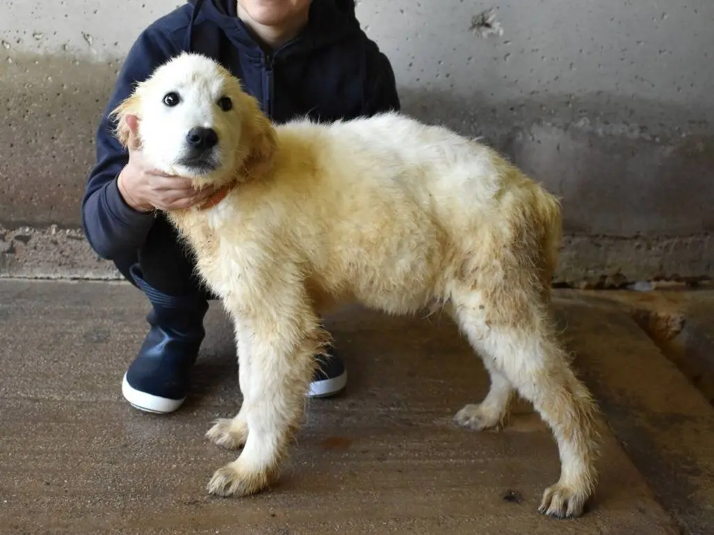 Adotta un cane, maschio, 1 anno, Roma
