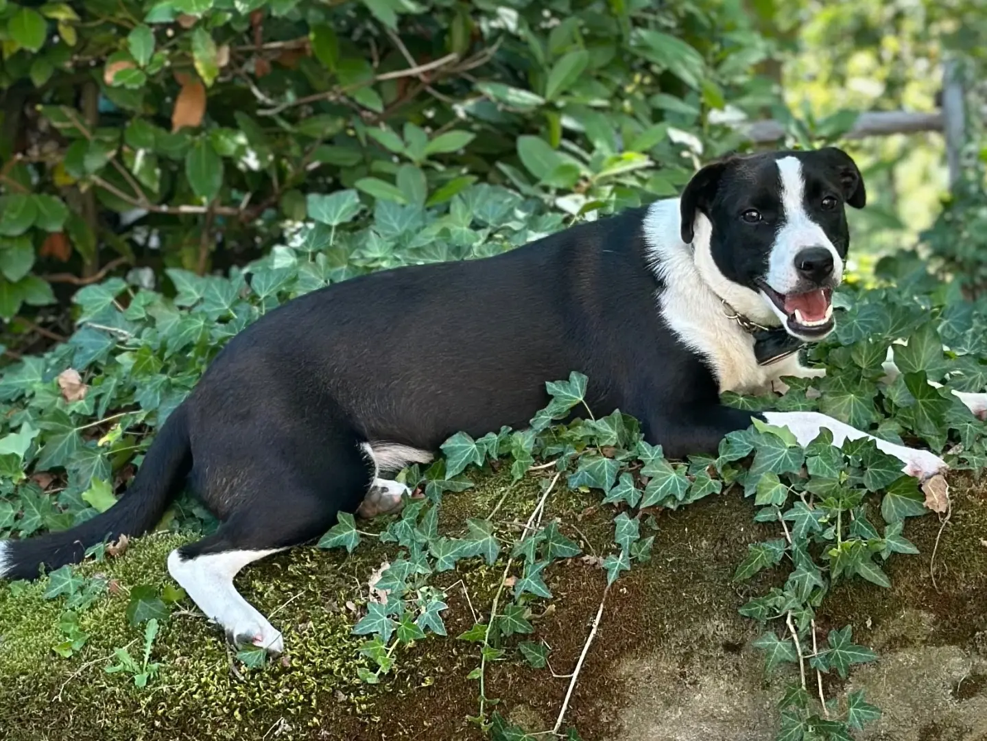 Adotta il cane Padme a Taranto