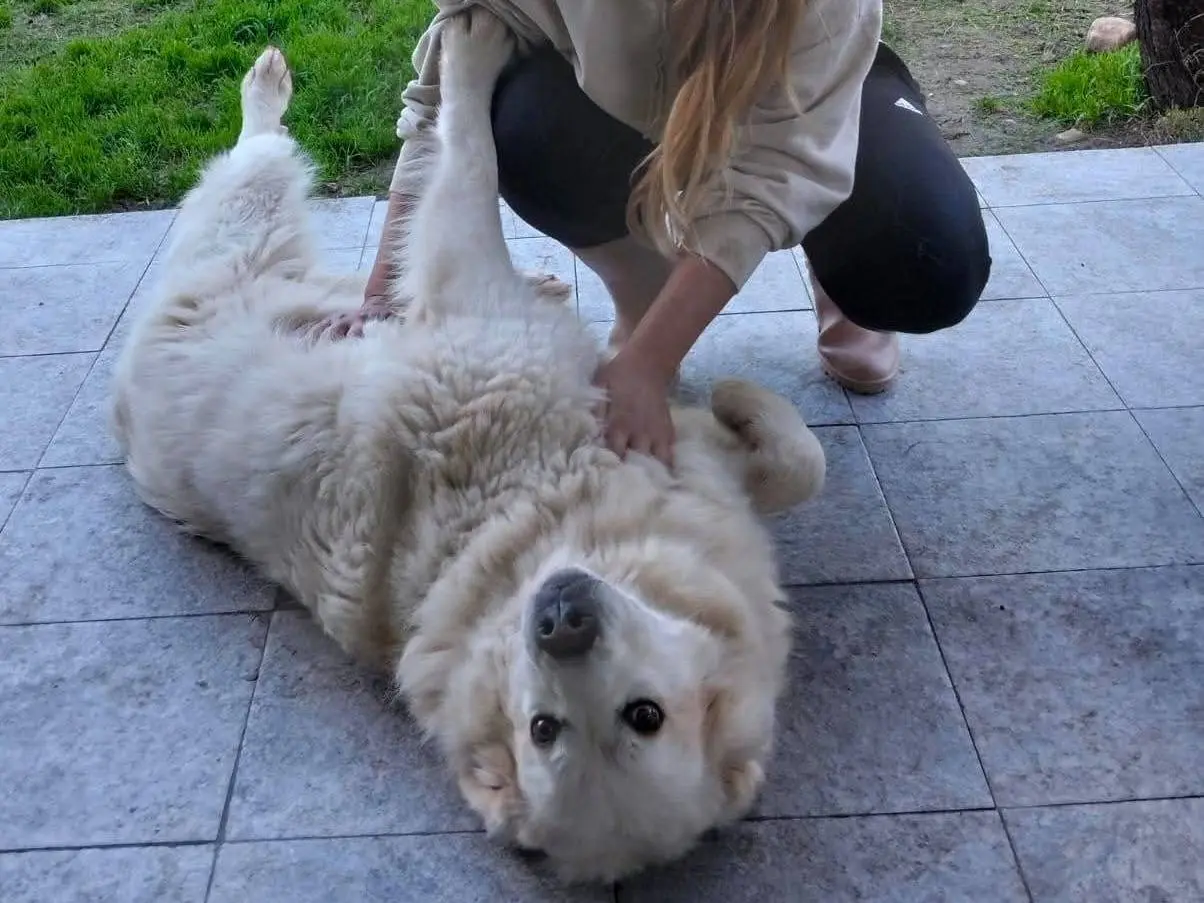 Adotta un cane, maschio, 7 anni e 2 mesi, Siracusa