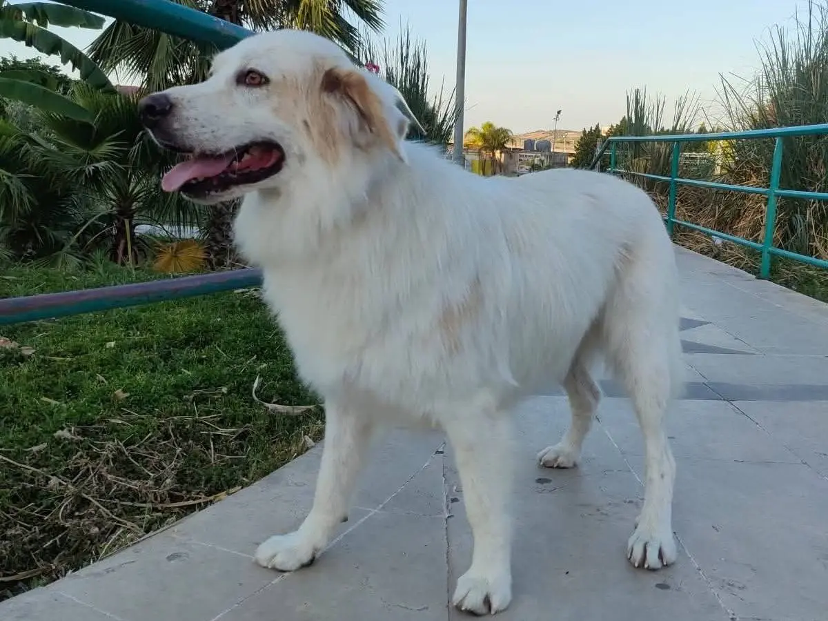 Vuoi adottare un cane a Siracusa?