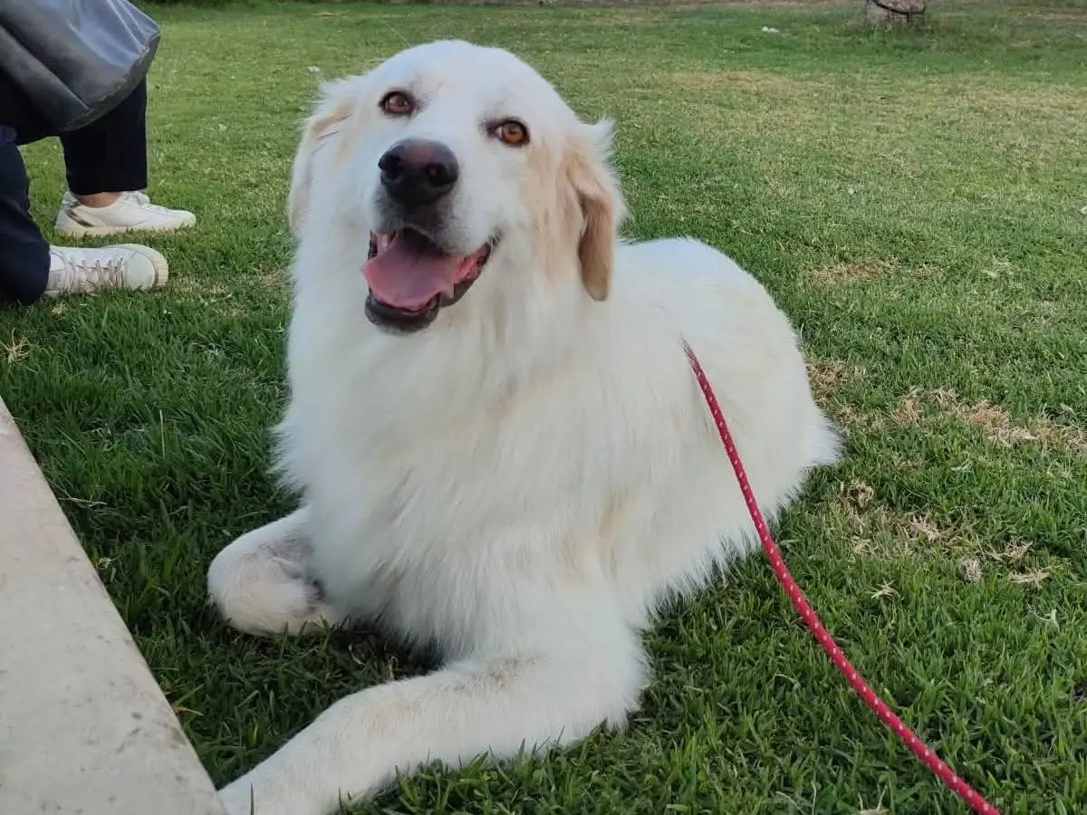 Adozione cane, maschio, Golden Retriever Razza sconosciuta, 7 anni e 2 mesi, taglia gigante, Siracusa
