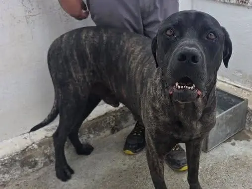 Adozione cane, maschio, Corso Razza sconosciuta, 7 anni e 4 mesi, taglia gigante, Crotone