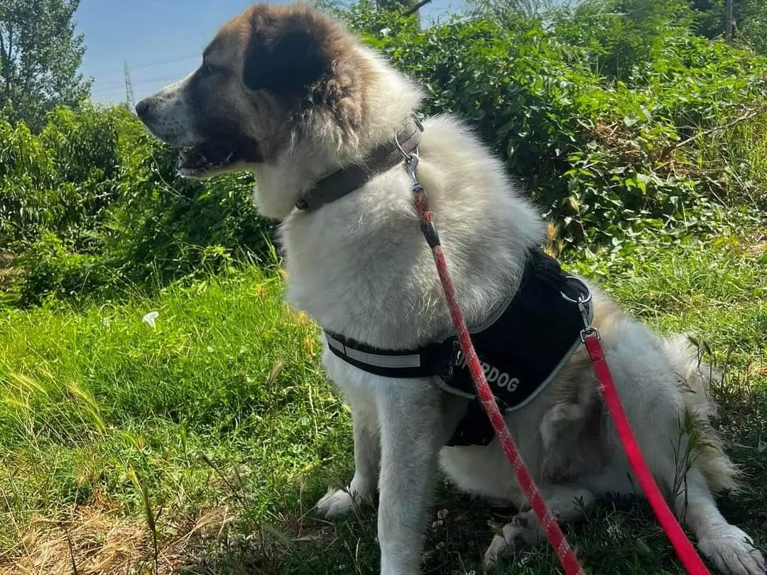 Vuoi adottare un cane a Napoli?