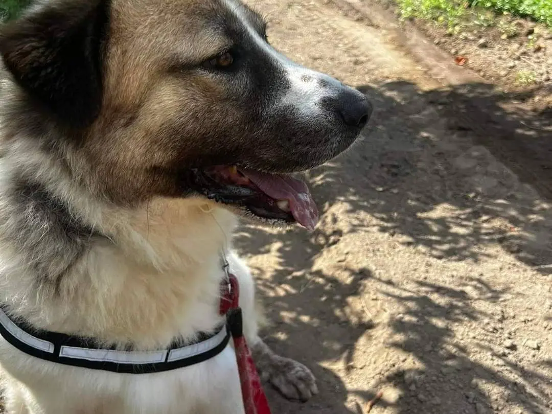 Adotta il cane Bethoven a Napoli
