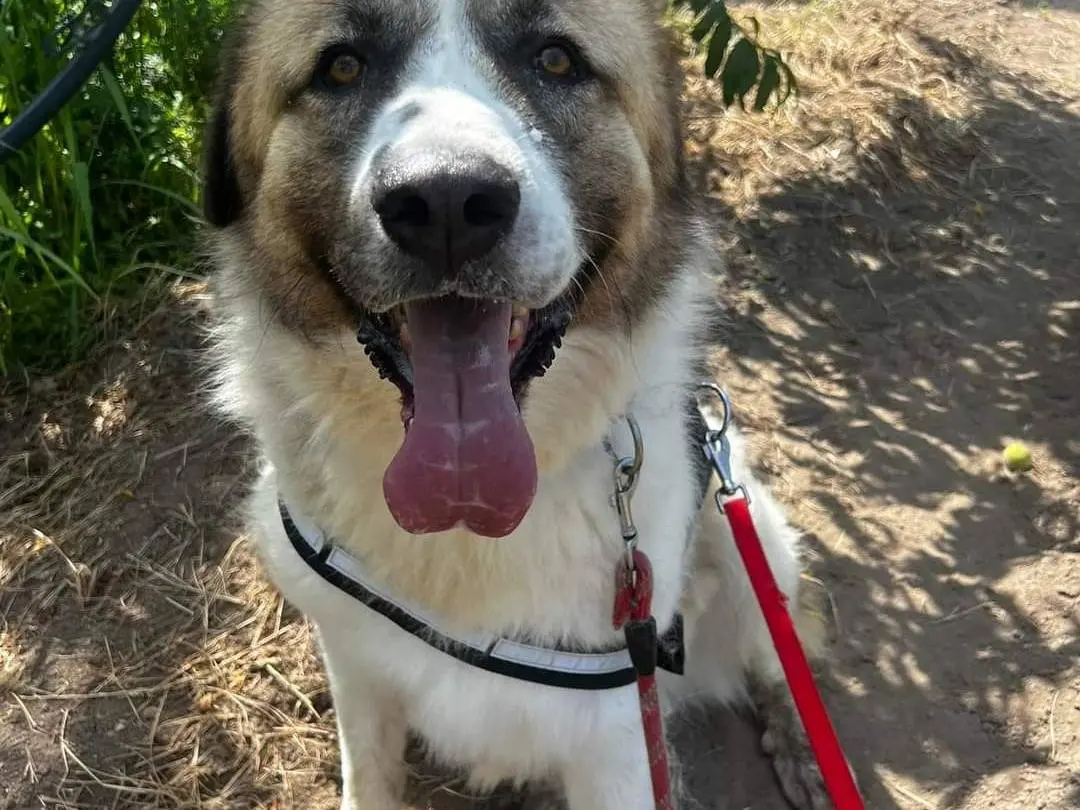 Adozione cane, maschio, meticcio, 6 anni e 6 mesi, taglia gigante, Napoli