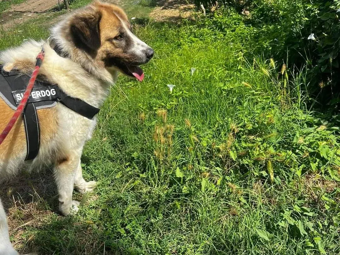 Adotta un cane, maschio, 6 anni e 6 mesi, Napoli