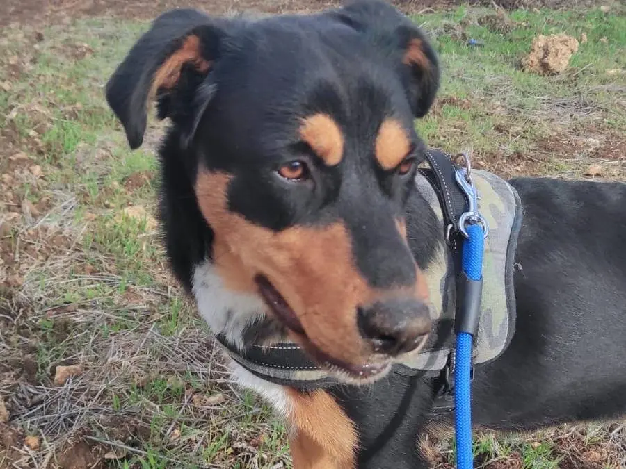 Adozione cane, femmina, Razza sconosciuta Razza sconosciuta, 2 anni e 6 mesi, taglia media, Bari