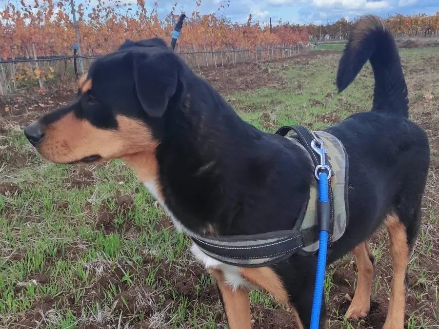 Adotta un cane, femmina, 2 anni e 6 mesi, Bari