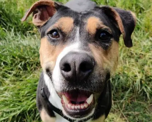 Adotta un cane, maschio, 7 anni e 9 mesi, Monza